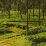 Kerala Tour Packages From Delhi